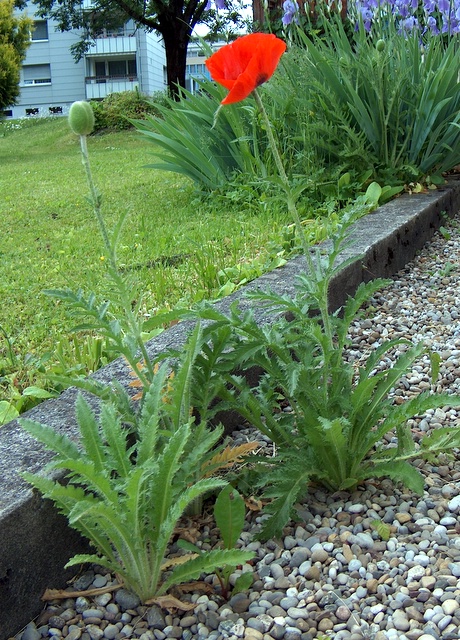 Pflanzen von Papaver orientale L. mit Blüte und Knospe