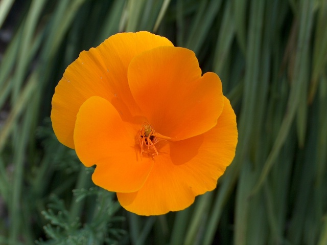 Blüte von Eschscholzia californica Cham.