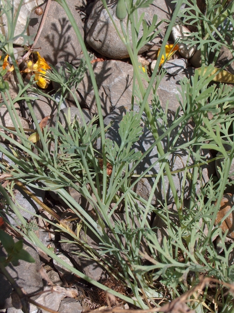 Blätter von Eschscholzia californica Cham.