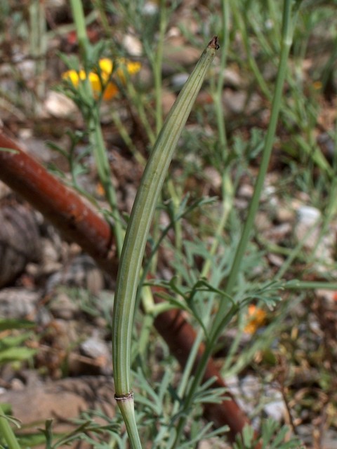 unreife Samenkapsel von Eschscholzia californica Cham.