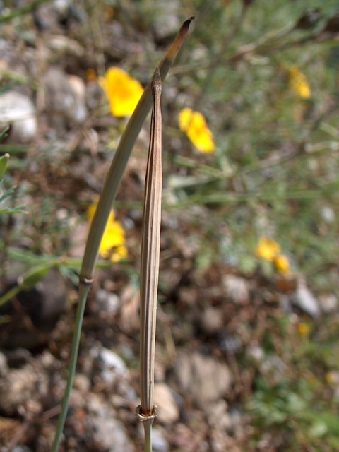 reife Samenkapsel von Eschscholzia californica Cham.