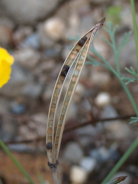 offene Samenkapsel von Eschscholzia californica Cham.