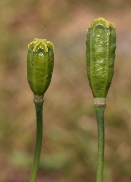 unreife Samenkapseln von Papaver burseri Crantz