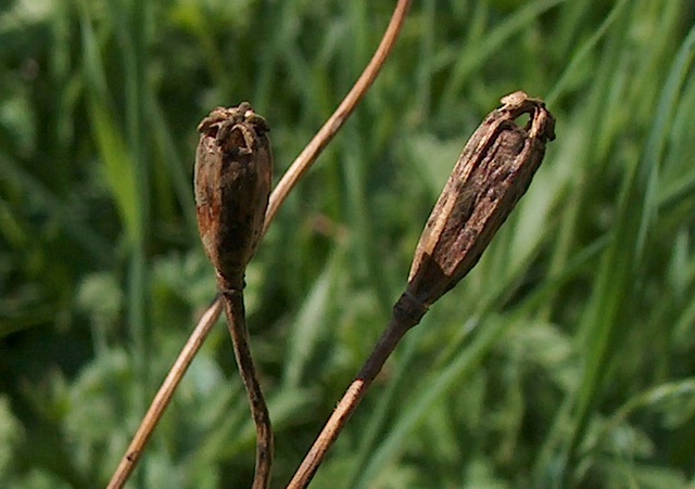 reife Samenkapseln von Papaver burseri Crantz von oben