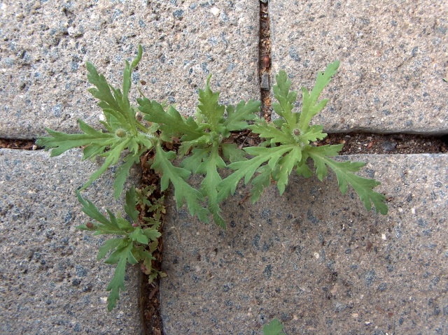 Knospe von Papaver dubium subsp. lecoqii (Lamotte) Syme.