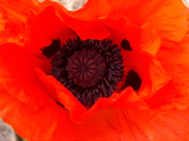 Blüte von Papaver orientale L. von oben