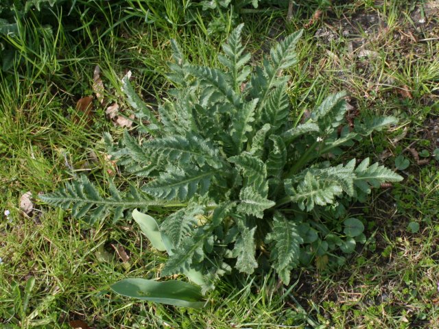 erste Laubblätter von Papaver orientale L.