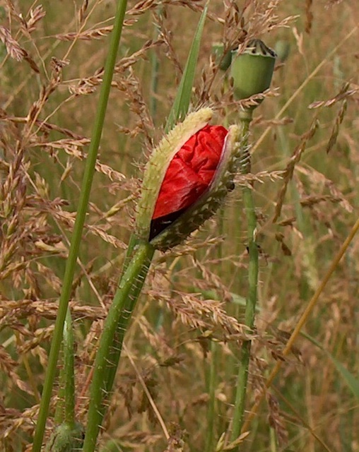 aufplatzende Knospe von Papaver rhoeas L.