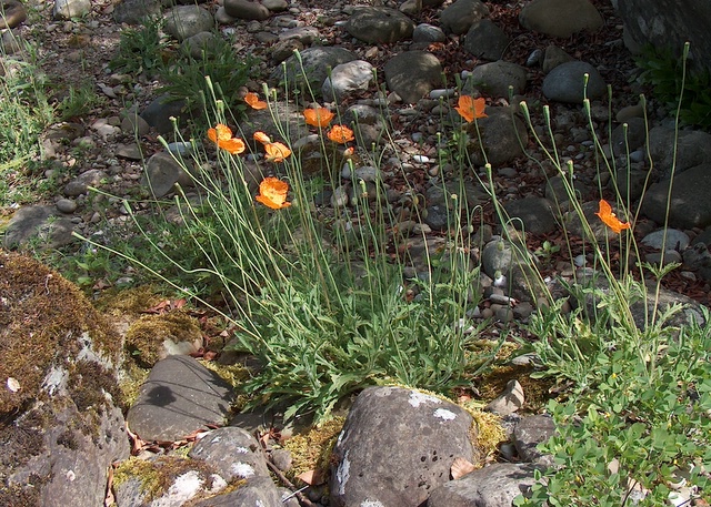 Pflanzen von Papaver schinzianum Fedde mit unreifen Samenkapseln und Blüten