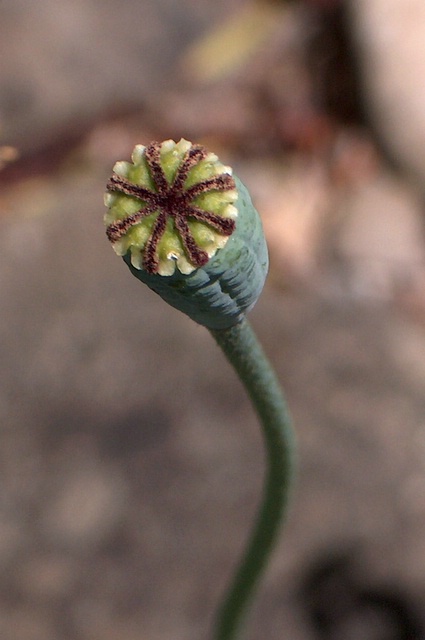 unreife Samenkapsel von Papaver schinzianum Fedde von oben